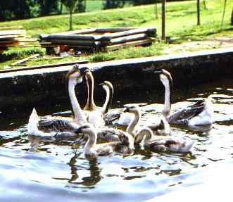 Bauernhof Gänse - Urlaub in Bayern Bauernhof Gänse - Urlaub in Bayern