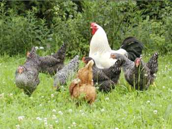 Tiere auf dem Bauernhof - der Hahn mit den H�hnern