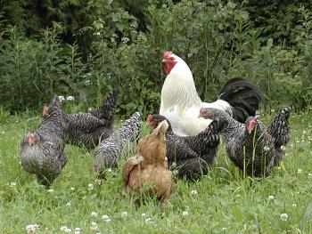 Bauernhof Ferien in Bayern - Hahn mit seinen H�hnern