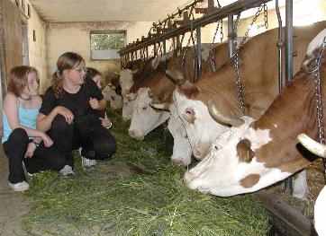 Bauernhoftiere K�he