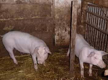 Bauernhof Tiere Schweine