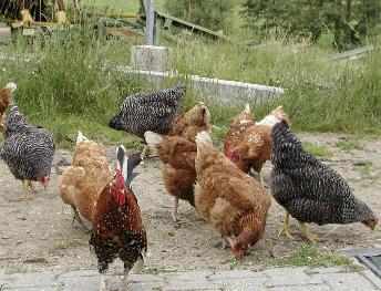 H�hner auf dem Bauernhof - Bauernhoftiere in Bayern