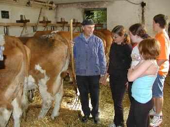 Bauernhoferlebnisse K�he f�ttern