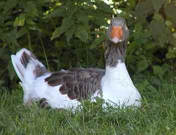 Bauernhoftiere Ente mit Jungen