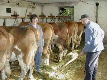 K�he und K�lbchen im Kuhstall