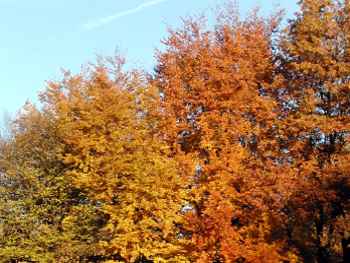 Herbsturlaub aufm Bauernhof 