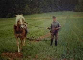 Feldarbeit früher - mit dem Pferd