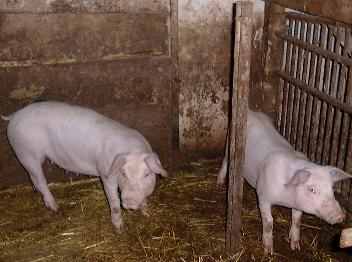 Bauernhoftiere Schweine