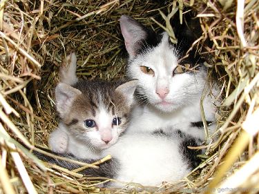 Tiere am bauernhof Katzen Mutter mit Jungen Kätzchen im Stroh Nest