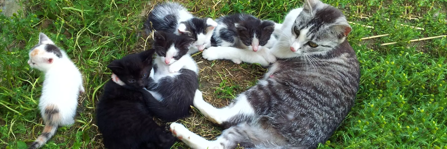 bayerischer-wald-bauernhofurlaub-streicheltiere-katzen