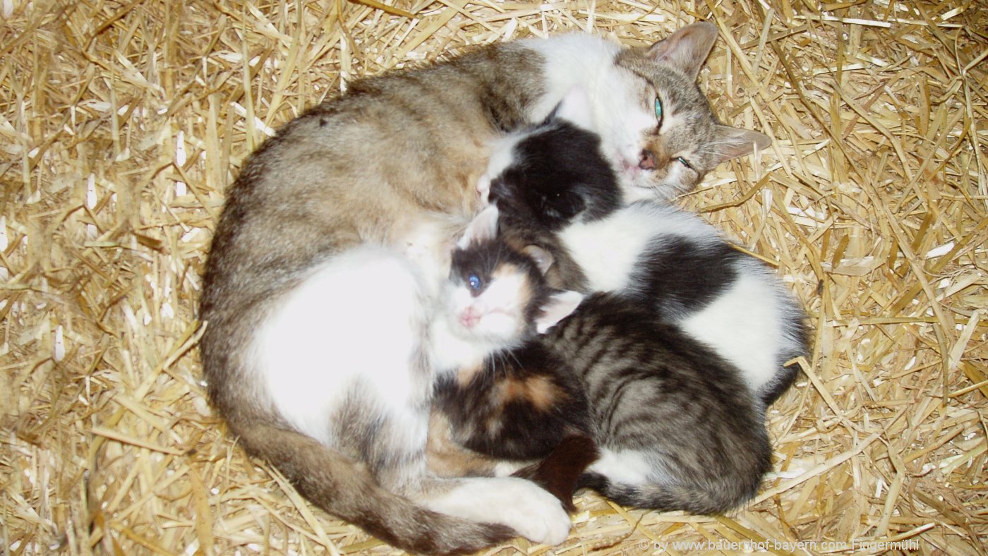 lustige Tierkinder Bilder Tiernachwuchs am Bauernhof Jungtiere Bayern süße  Katzen Kücken Kälbchen