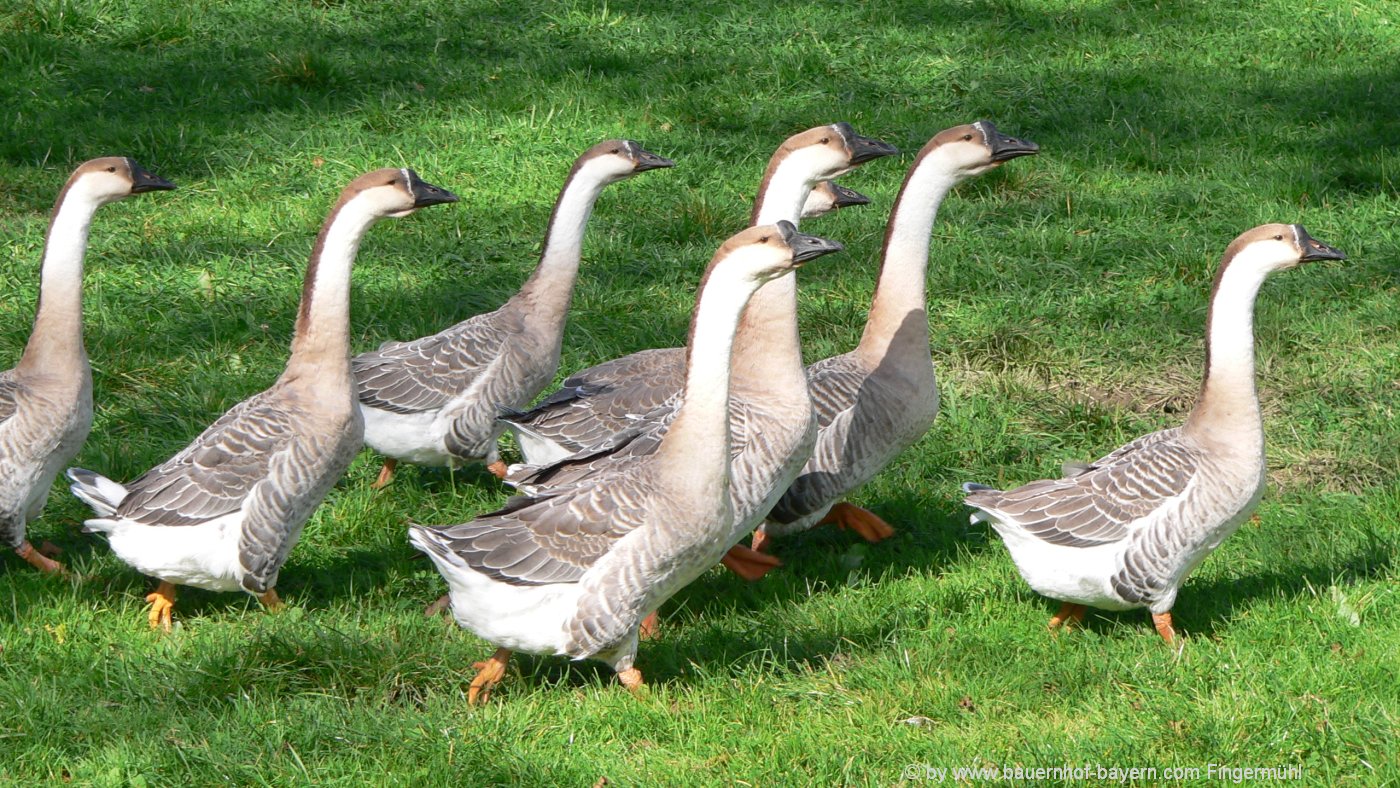 Bauernhoftiere Pferde Kuh Huhn Tiere am Bauernhof Bayern Bauernhofurlaub