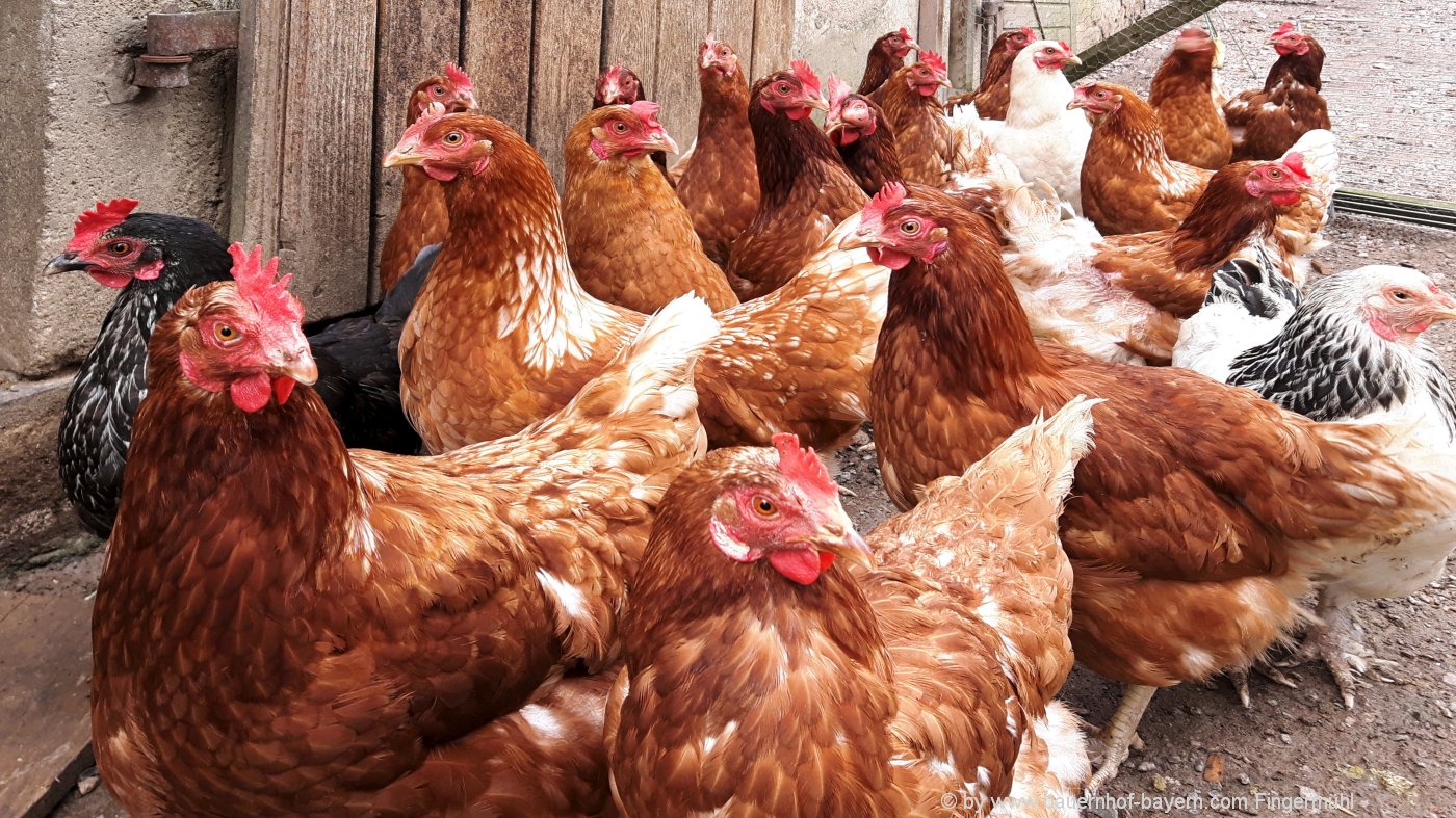 Bauernhoftiere Pferde Kuh Huhn Tiere Am Bauernhof Bayern Bauernhofurlaub