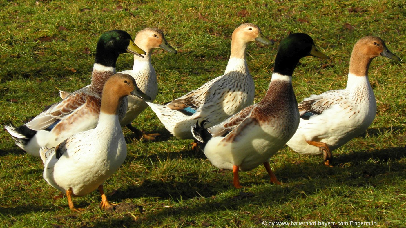 Bauernhoftiere Pferde Kuh Huhn Tiere am Bauernhof Bayern Bauernhofurlaub