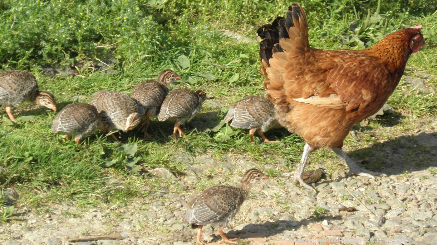 bayern-bauernhoftiere-glucke-mit-kuecken-huhn-mistgreiler bayern-bauernhoftiere-glucke-mit-kuecken-huhn-mistgreiler