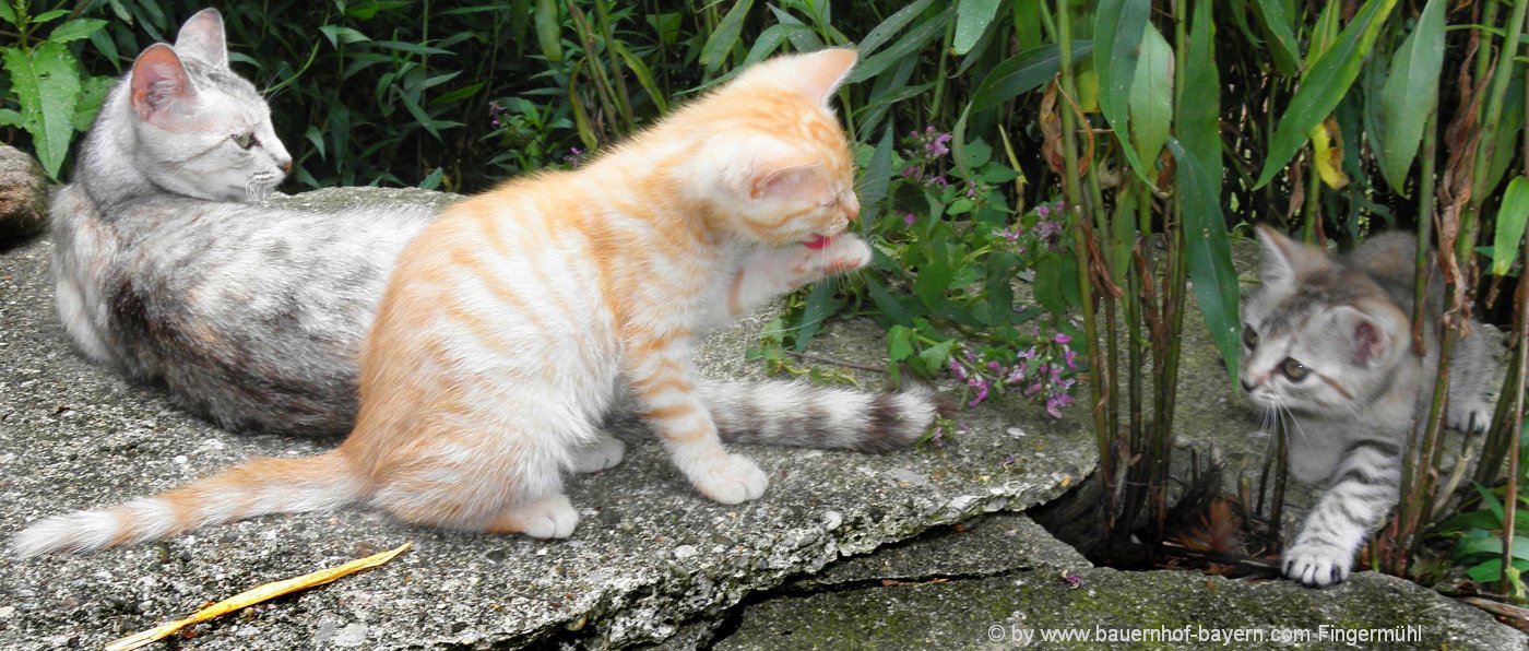 Kennenlernen katzen