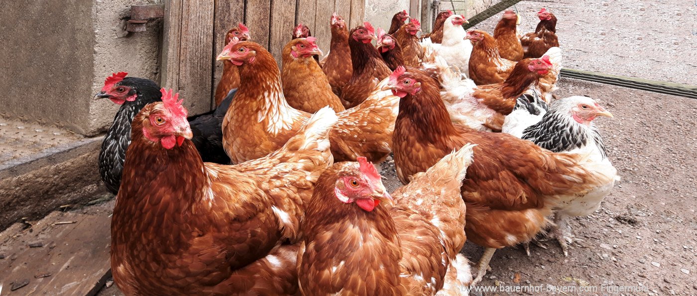 Federvieh am Bauernhof in Bayern - Die Hühner füttern