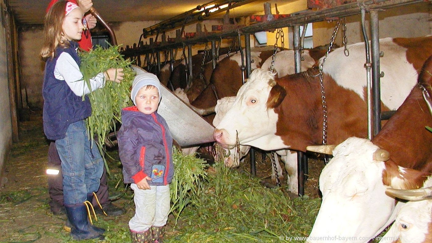 bayern-bauernhofurlaub-tiere-fuettern-familienurlaub-kuhstall-kühe bayern-bauernhofurlaub-tiere-fuettern-familienurlaub-kuhstall-kühe