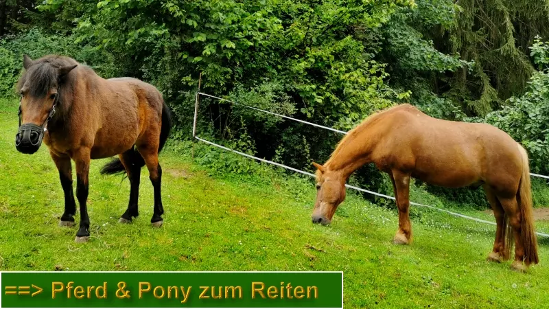 bayern-erlebnisbauernhof-reiturlaub-ponyreiten
