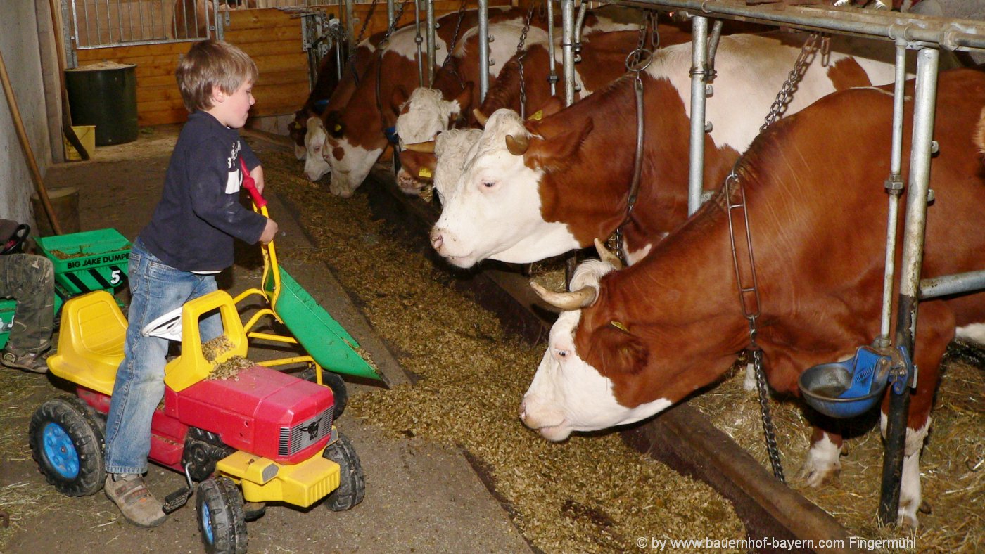 bayern-erlebnisse-bauernhofurlaub-tiere-fuettern-kuhstall-mithelfen bayern-erlebnisse-bauernhofurlaub-tiere-fuettern-kuhstall-mithelfen-1400