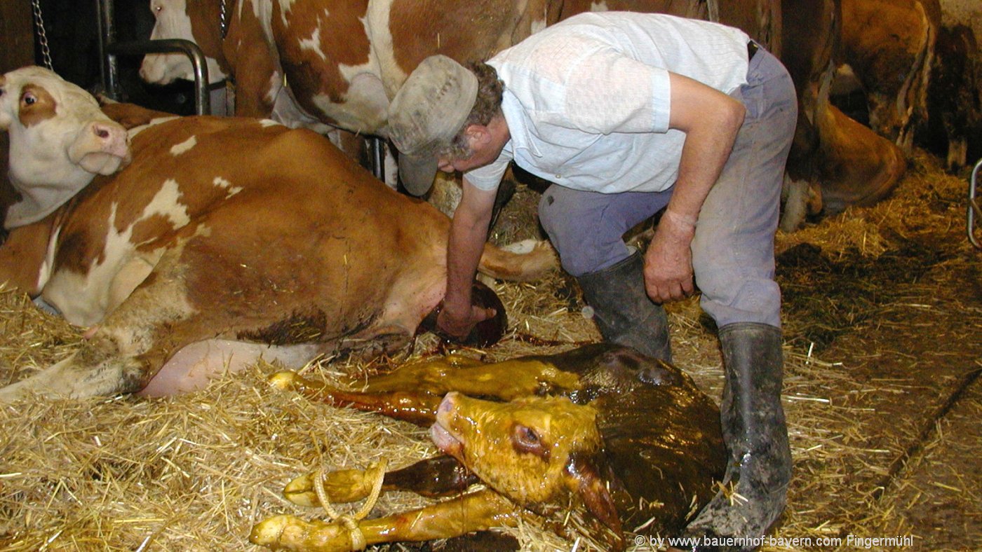 Große Tiere am Bauernhof Pferde Bilder Kühe Rinder Schweine Stall Zucht